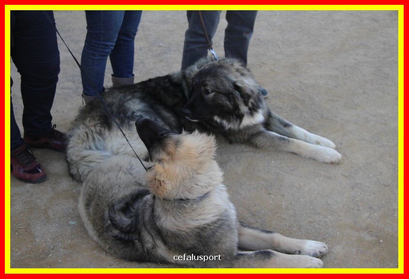 180311 mostra_canina 117.jpg